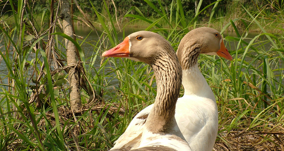 patos